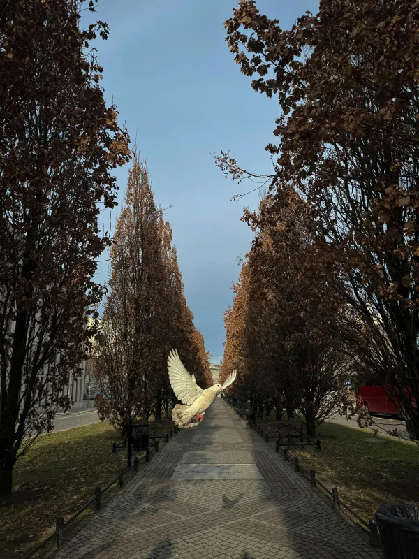 Colombe blanche volant dans une allée arborée
