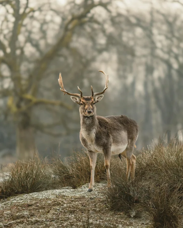 Cerf majestueux dans une forêt sauvage brumeuse