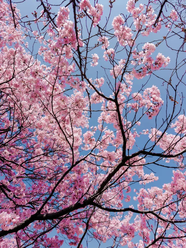 Branches de cerisier rose sous ciel bleu