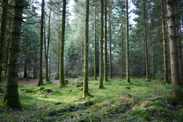 Forêt de sapins avec mousse et lumière naturelle
