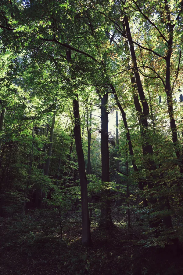 Forêt dense illuminée par la lumière du soleil