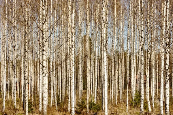 Forêt de bouleaux aux troncs blancs en lumière naturelle