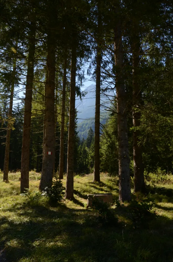 Forêt de sapins en montagne avec lumière naturelle