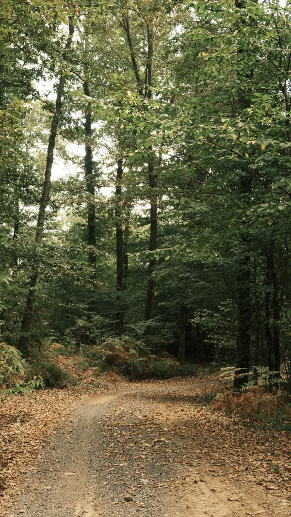 Chemin sinueux au cœur d’une forêt verdoyante