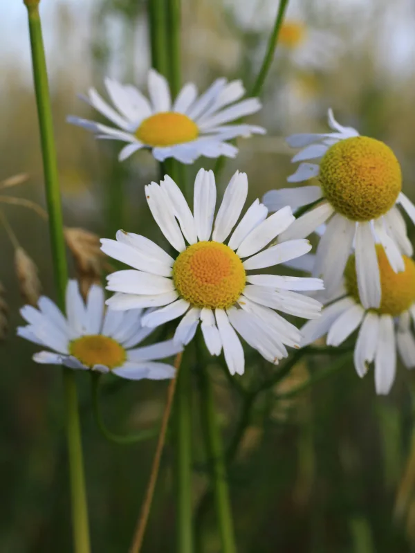 Marguerites blanches sauvages en gros plan