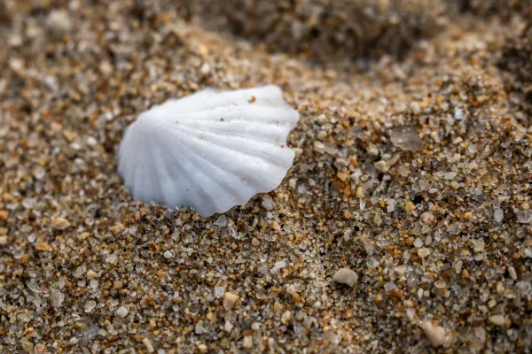 Coquillage blanc sur sable fin de plage