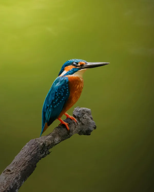 Martin-pêcheur coloré posé sur une branche en pleine nature