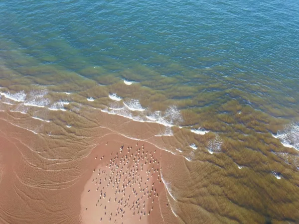 Vue aérienne d’une plage sauvage et des vagues océaniques