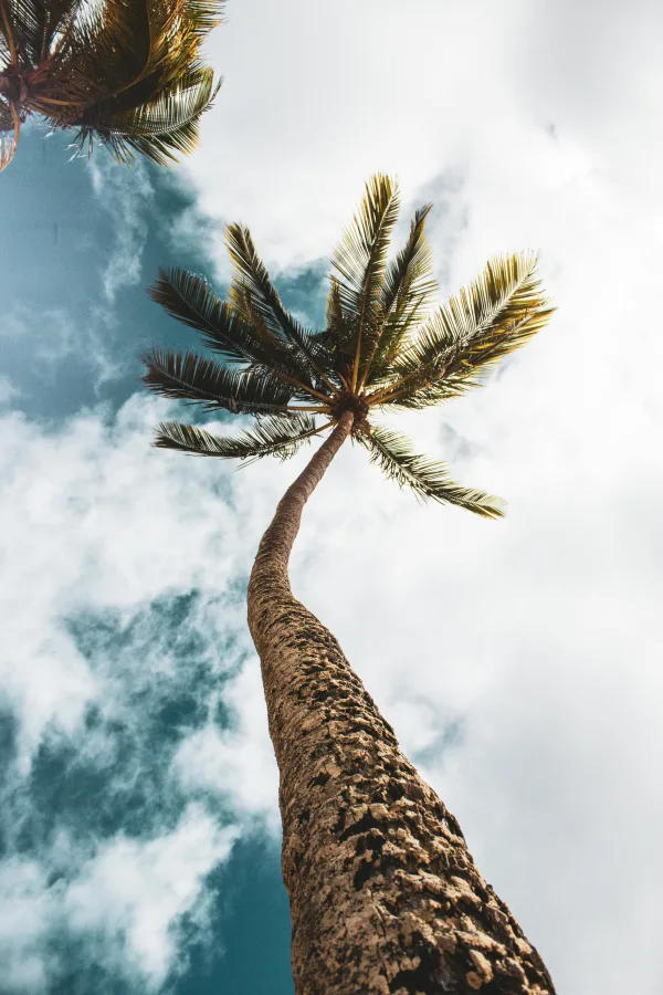 Palmier tropical vu du sol sous un ciel lumineux