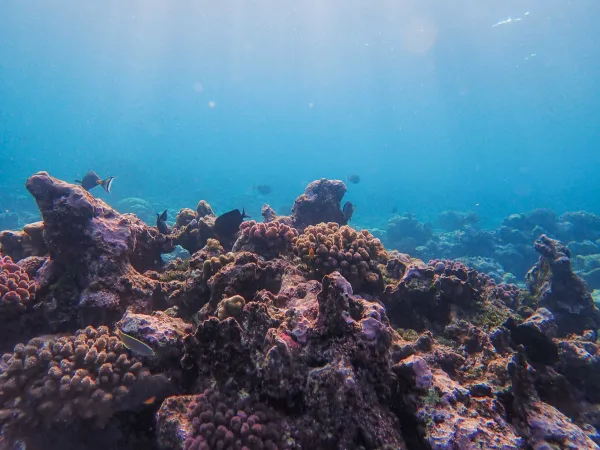 Fond marin avec coraux et poissons tropicaux sous l’eau