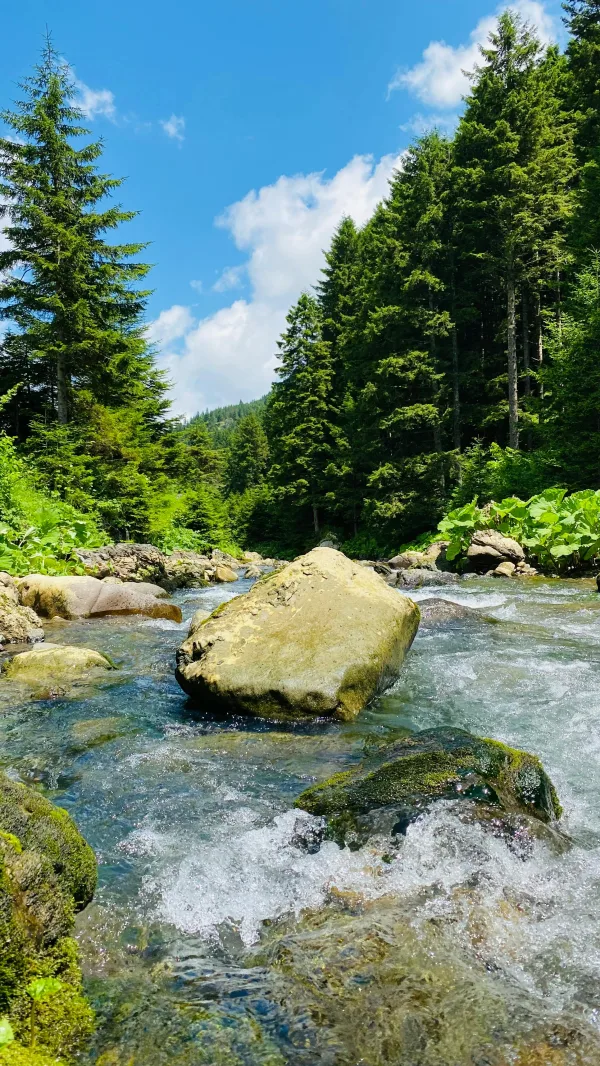 Rivière en forêt de montagne avec rochers et eau cristalline