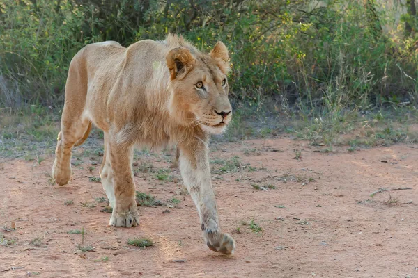 Lion majestueux marchant dans la savane africaine