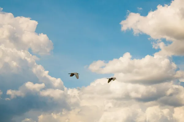 Oiseaux volant dans un ciel bleu avec nuages blancs