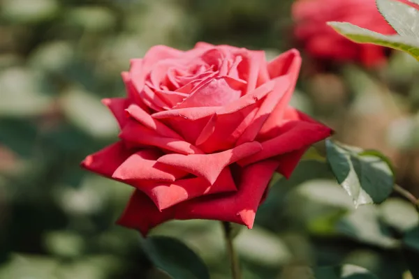 Rose rouge élégante en gros plan dans un jardin