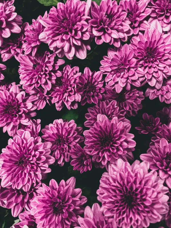Chrysanthèmes violets en pleine floraison