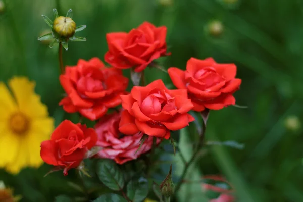 Bouquet de petites roses rouges dans un jardin fleuri