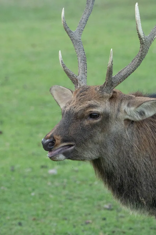 Cerf majestueux avec grands bois dans une prairie verdoyante
