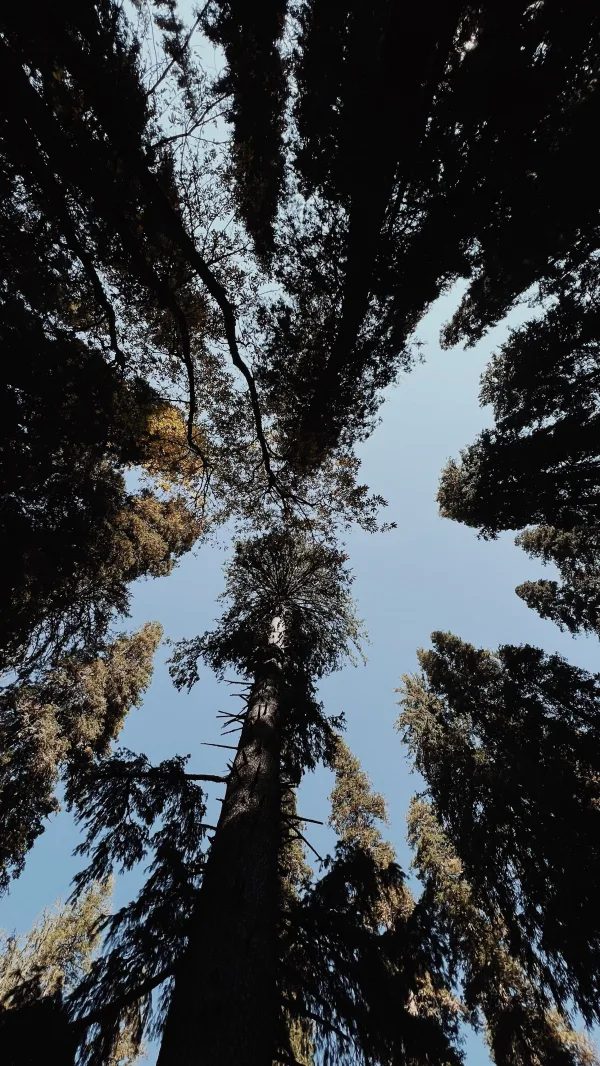 Vue immersive de grands arbres en forêt sous un ciel bleu