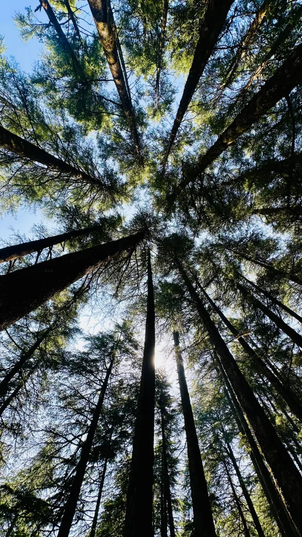 Vue spectaculaire des arbres géants dans une forêt verdoyante