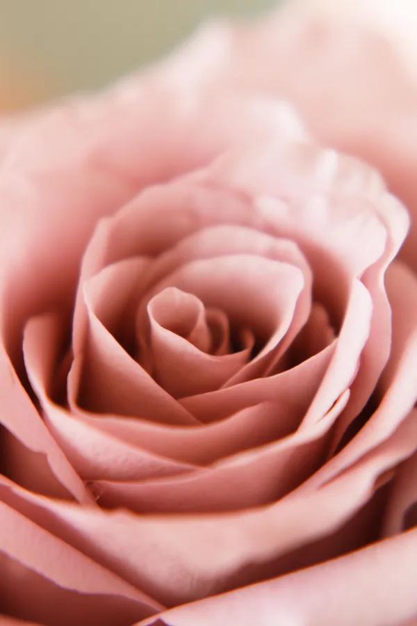 Rose rose pâle en macro avec pétales délicats