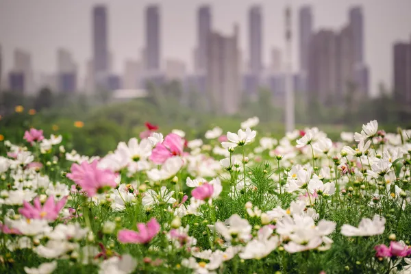 Champ de fleurs colorées avec skyline urbaine en arrière-plan