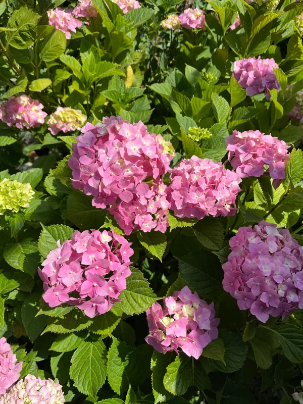 Fleurs d’hortensia roses en pleine floraison dans un jardin verdoyant