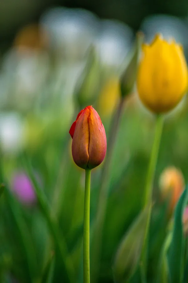 Tulipe rouge en gros plan avec arrière-plan floral flou