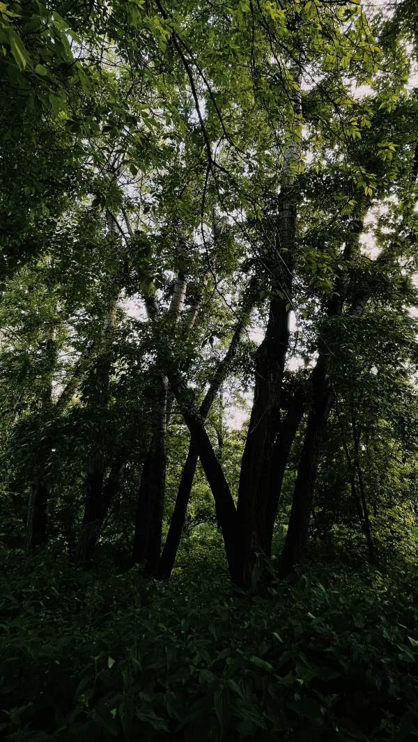 Forêt dense et sombre avec arbres luxuriants et feuillage vert