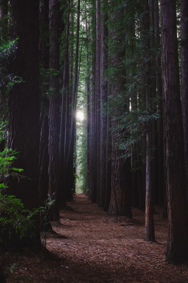 Sentier au cœur d’une forêt majestueuse de grands arbres