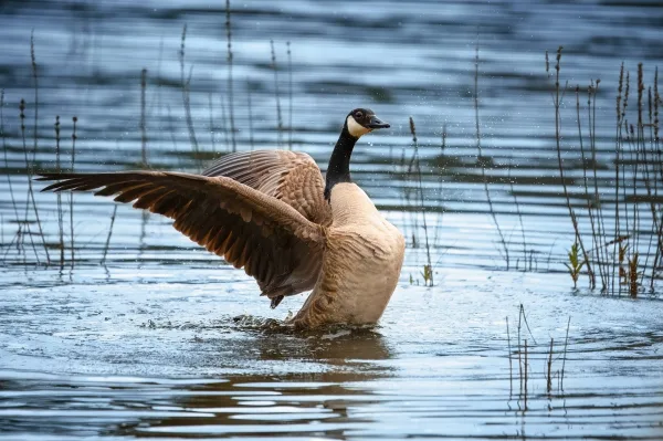 Oie sauvage déployant ses ailes dans un lac naturel