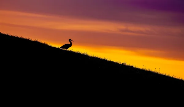 Silhouette d’un oiseau au coucher du soleil sur une colline