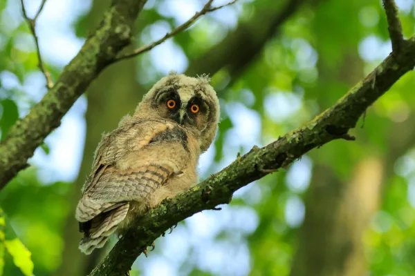 Jeune hibou perché sur une branche dans une forêt verdoyante