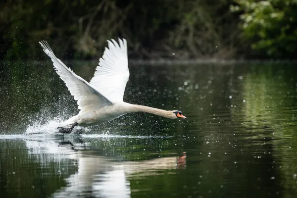 Cygne majestueux prenant son envol à la surface d’un lac