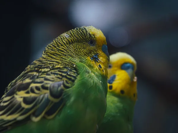 Perruches colorées en gros plan – Beauté et élégance des oiseaux exotiques