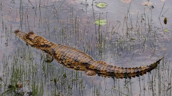 Crocodile nageant dans un marais au milieu de la végétation aquatique