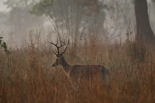 Cerf majestueux dans une prairie sauvage au lever du jour