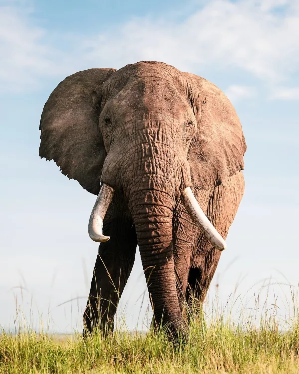 Éléphant d’Afrique majestueux dans la savane sauvage