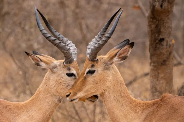 Deux impalas se rapprochant dans la savane africaine