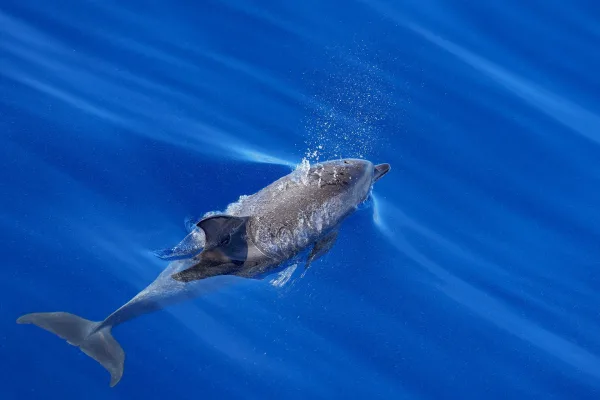 Dauphin nageant à la surface de l’océan bleu