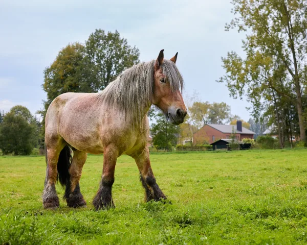 Cheval de trait dans un pré verdoyant à la campagne