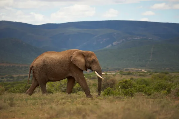 Éléphant d’Afrique marchant dans la savane sauvage