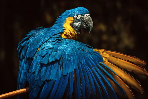 Perroquet Ara bleu et jaune aux couleurs éclatantes
