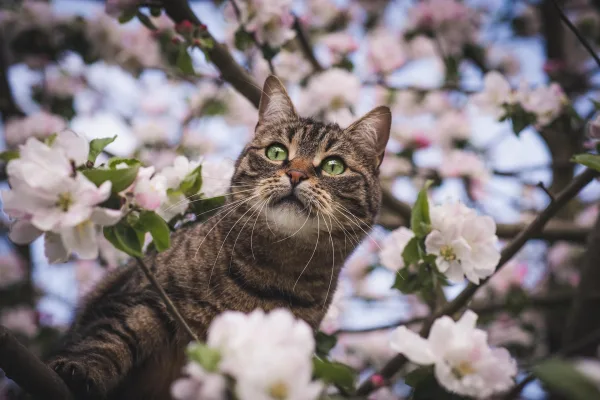 Chat tigré aux yeux verts parmi les fleurs de printemps