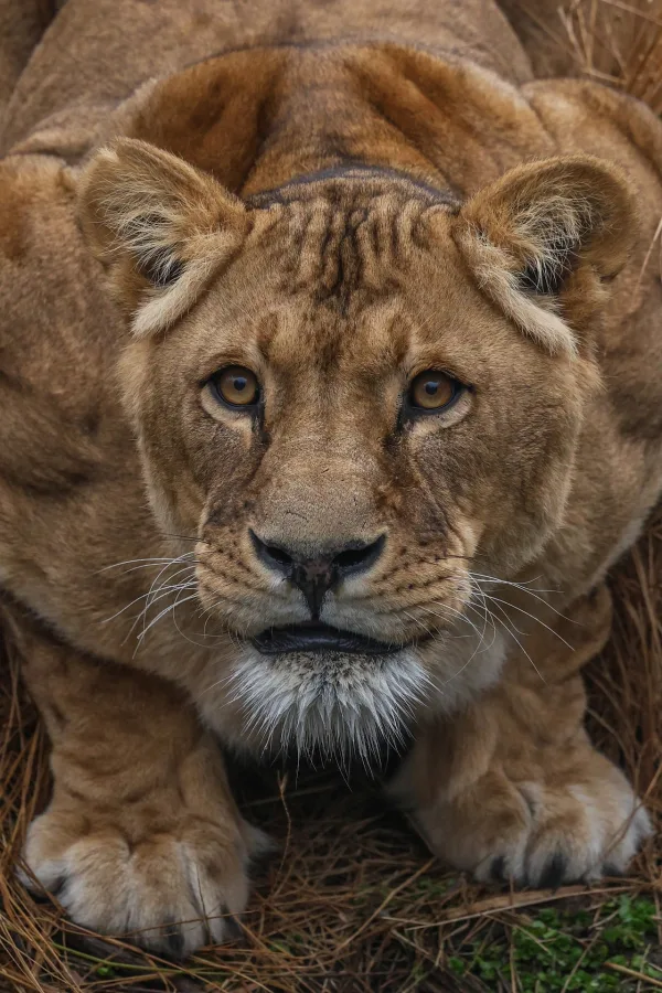 Lionne sauvage observant sa proie dans la savane