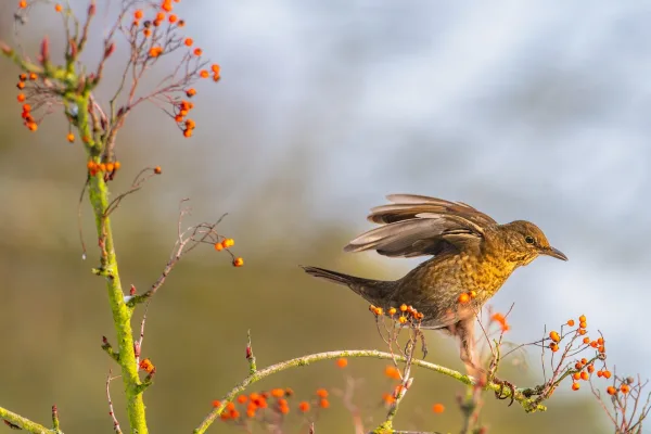Petit oiseau sauvage posé sur une branche aux baies rouges