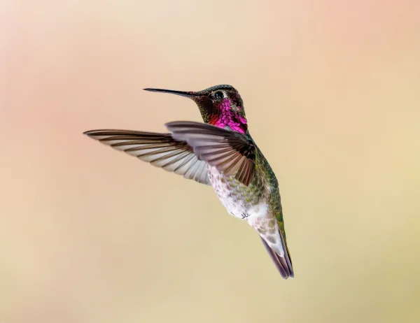 Colibri aux couleurs éclatantes en plein vol