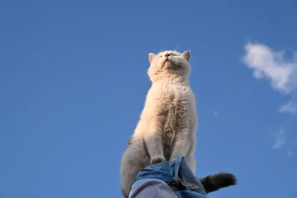 Chat blanc majestueux observant le ciel bleu