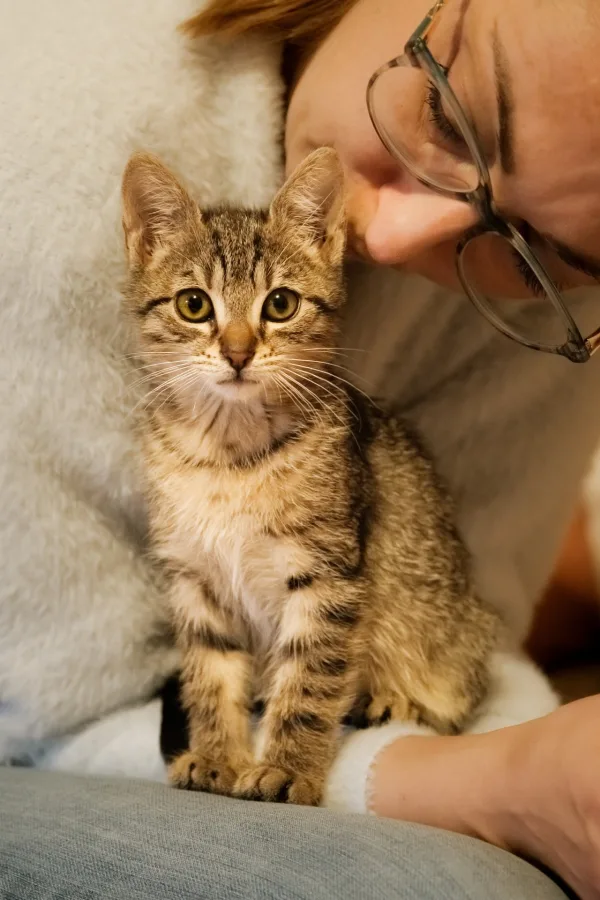 Chaton tigré avec sa propriétaire dans un moment de tendresse