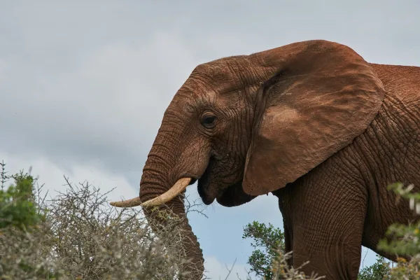 Éléphant d’Afrique dans son habitat naturel sauvage