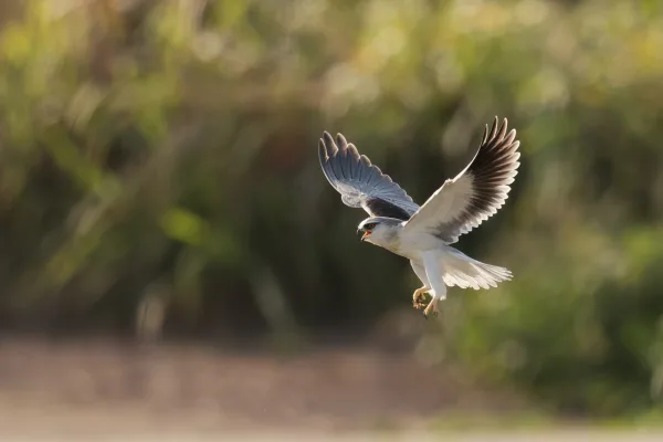 Oiseau de proie en vol dans son environnement naturel